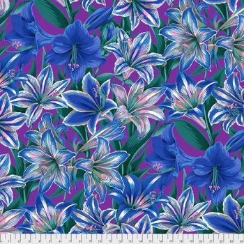Amaryllis - Blue